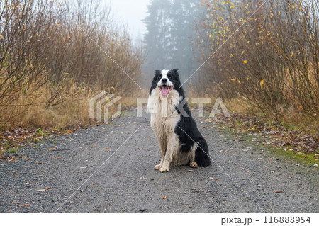 Pet activity. Cute puppy dog border collie sitting in autumn park forest outdoor. Pet dog on walking in foggy autumn fall day. Dog walking. Hello Autumn cold weather concept 116888954