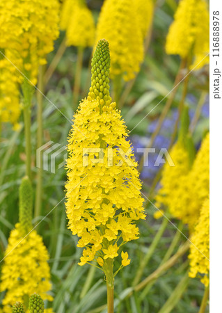 京都府立植物園のブルビネラ・フロリブンダ 116888978