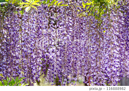 初夏のイメージ 藤棚03 初夏のイメージ 藤棚03 116888982