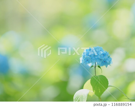 北海道の絶景 豊平公園 紫陽花 北海道の絶景 豊平公園 紫陽花 116889154