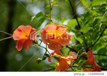 ノウゼンカズラの花のアップ 116889200