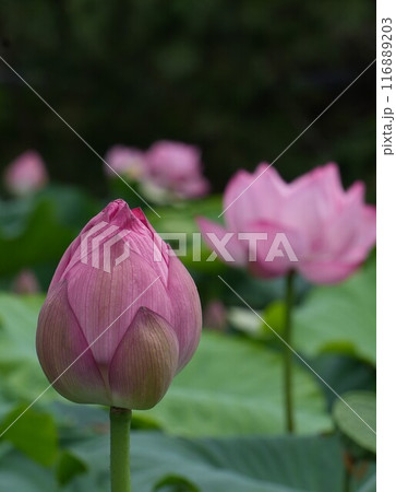 ハスの花の蕾 116889203