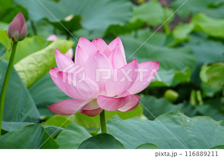 蓮の花のある風景 蓮の花のある風景 116889211