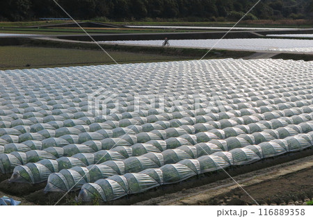 農業用ビニールトンネルの並ぶ、里山の畑 116889358