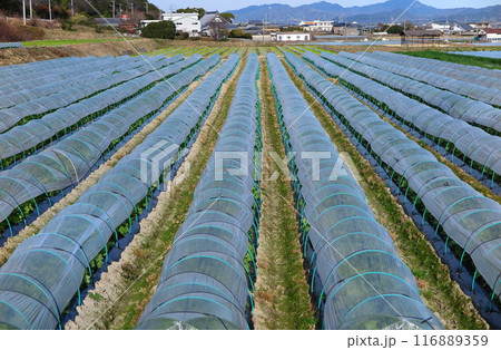 農業用ビニールトンネルの並ぶ、里山の畑 116889359