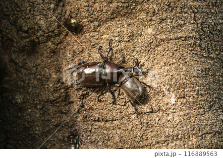 シラカシの樹液を吸うカブトムシのオスとメス シラカシの樹液を吸うカブトムシのオスとメス 116889563