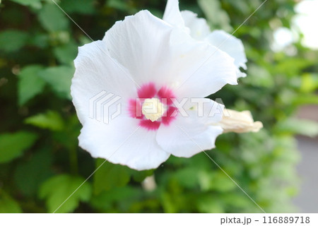 ムクゲの白い花の美しさ ムクゲの白い花の美しさ 116889718