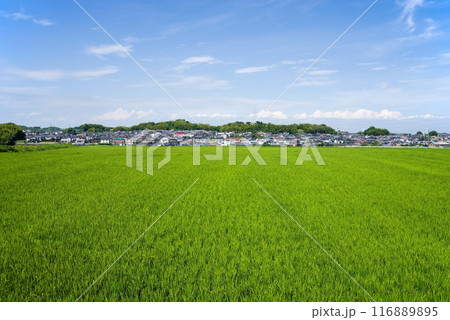 住宅街をバックに広がる鮮やかな夏の水田 116889895