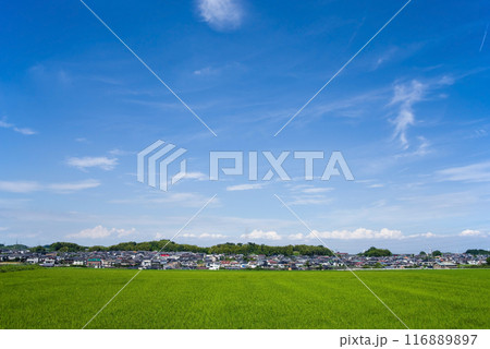 住宅街をバックに広がる鮮やかな夏の水田 住宅街をバックに広がる鮮やかな夏の水田 116889897