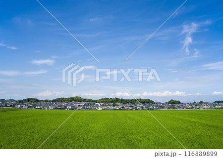 住宅街をバックに広がる鮮やかな夏の水田 住宅街をバックに広がる鮮やかな夏の水田 116889899