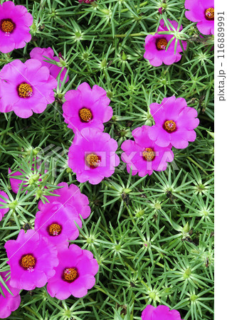9月に咲いたピンクのマツバボタンの花 9月に咲いたピンクのマツバボタンの花 116889991