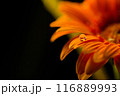 ガーベラの花びらに一滴の雫 116889993