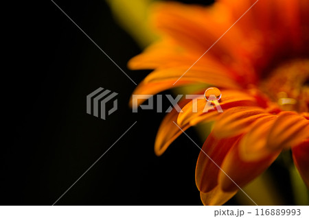 ガーベラの花びらに一滴の雫 116889993