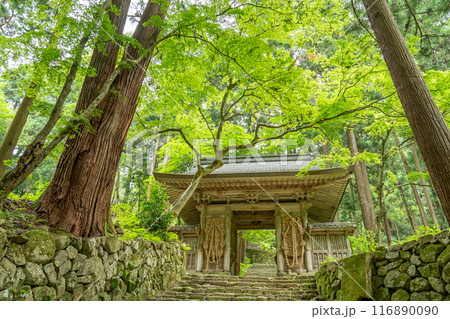 滋賀県東近江市 新緑の百済寺本坊から本堂へ続く大わらじのある仁王門 滋賀県東近江市 新緑の百済寺本坊から本堂へ続く大わらじのある仁王門 116890090