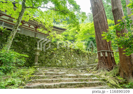 滋賀県東近江市　新緑の百済寺本堂下にある巨木の観音杉 116890109