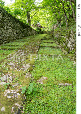 滋賀県東近江市　新緑が美しい百済寺表門と苔むした石段 116890110