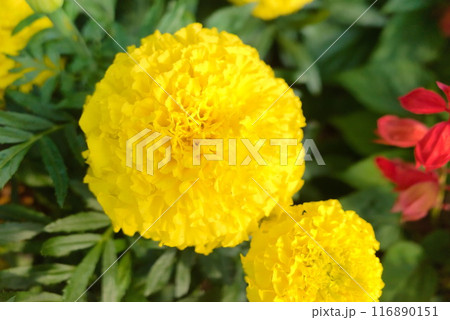 満開のマリーゴールド 116890151