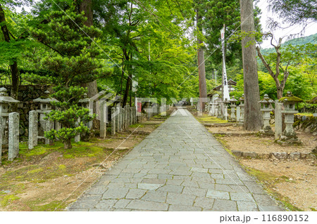 岐阜県揖斐川町　新緑の谷汲山華厳寺灯籠の立ち並ぶ参道 116890152