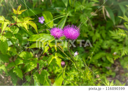 美ヶ原高原 116890399