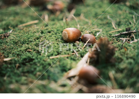 苔の上に落ちているどんぐり 苔の上に落ちているどんぐり 116890490