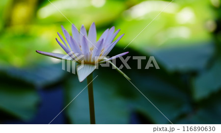 水面に浮かぶ睡蓮の花 116890630