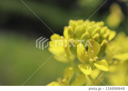 菜の花 菜の花 116890648