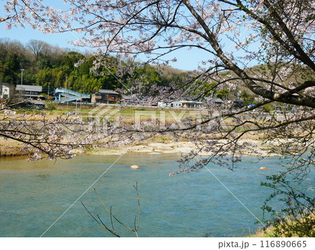 河川敷を流れる川と桜の風景 2024.4.7 河川敷を流れる川と桜の風景 2024.4.7 116890665