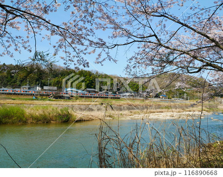 河川敷を流れる川と桜の風景 2024.4.7 河川敷を流れる川と桜の風景 2024.4.7 116890668