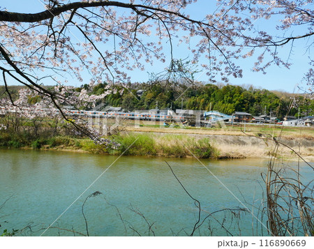 河川敷を流れる川と桜の風景 2024.4.7 河川敷を流れる川と桜の風景 2024.4.7 116890669