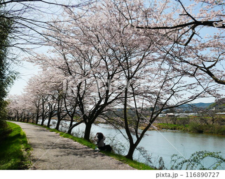 日本の一級河川と桜の風景 2024.4.7 日本の一級河川と桜の風景 2024.4.7 116890727