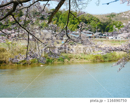 岐阜県　一級河川と桜の風景　2024.4.7 116890750