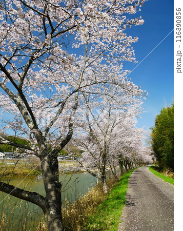 岐阜　一級河川と桜並木　2024.4.7 116890856