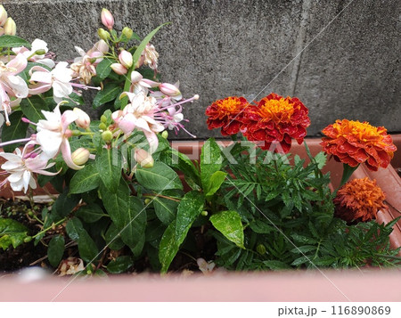 フクシアとマリーゴールド1 116890869