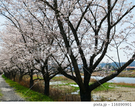 岐阜県　一級河川と桜の風景　2024.4.7 116890901