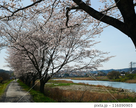 岐阜県　一級河川と桜の風景　2024.4.7 116890903