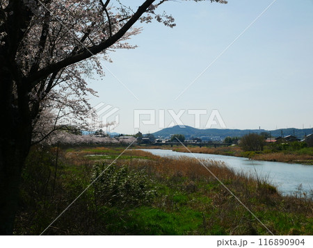 岐阜県 一級河川と桜の風景 2024.4.7 岐阜県 一級河川と桜の風景 2024.4.7 116890904