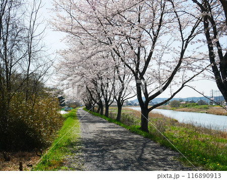 土岐市 一級河川とさくらの風景 2024.4.7 土岐市 一級河川とさくらの風景 2024.4.7 116890913
