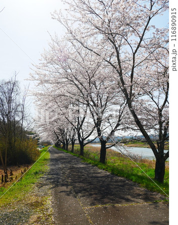 土岐市 一級河川とさくらの風景 2024.4.7 土岐市 一級河川とさくらの風景 2024.4.7 116890915