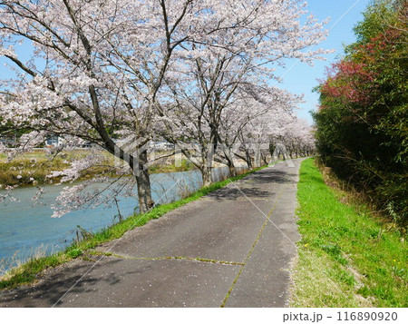 土岐市 一級河川とさくらの風景 2024.4.7 土岐市 一級河川とさくらの風景 2024.4.7 116890920