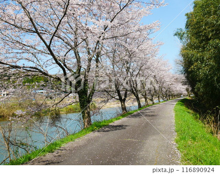 土岐市 一級河川とさくらの風景 2024.4.7 土岐市 一級河川とさくらの風景 2024.4.7 116890924