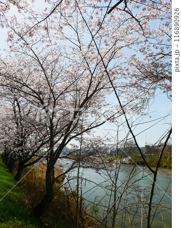 土岐市 一級河川とさくらの風景 2024.4.7 土岐市 一級河川とさくらの風景 2024.4.7 116890926
