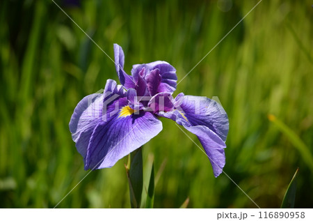 ハナショウブ ハナショウブ 116890958