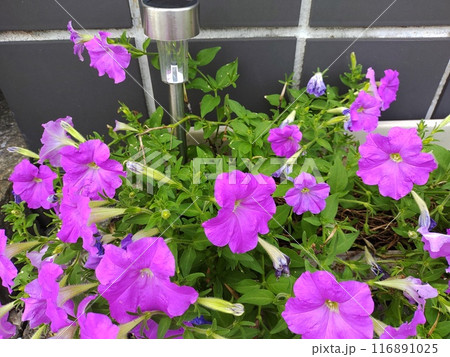 紫色のペチュニア2 116891025