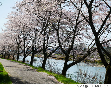 河川敷にさく桜 2024.4.7 河川敷にさく桜 2024.4.7 116891053