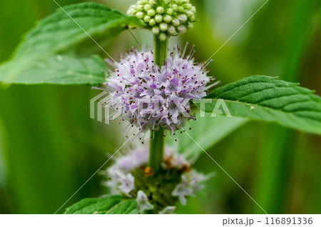 信濃川・やすらぎ堤の薄荷(はっか) 信濃川・やすらぎ堤の薄荷(はっか) 116891336