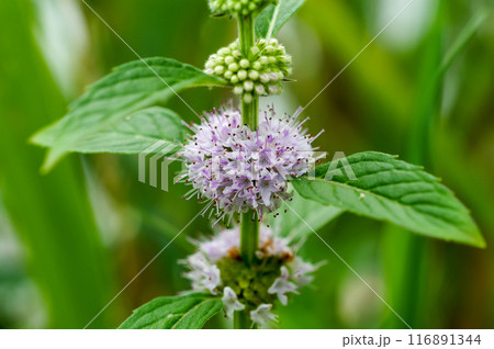 信濃川・やすらぎ堤の薄荷(はっか) 116891344