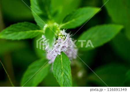 信濃川・やすらぎ堤の薄荷(はっか) 信濃川・やすらぎ堤の薄荷(はっか) 116891349