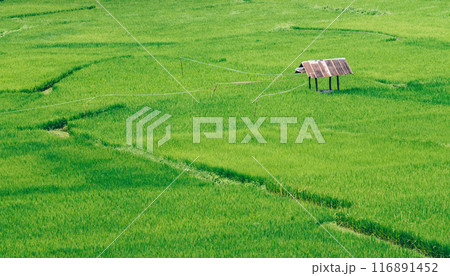 A farmer hut in rice paddy field in Nan province of Thailand in rainy season. Thailand has a strong tradition of rice production. 116891452