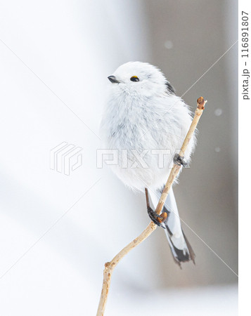 シマエナガ 116891807