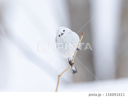 シマエナガ 116891811